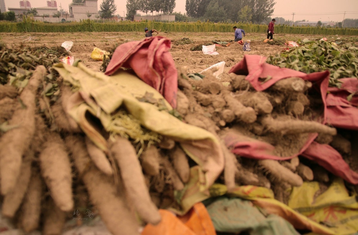 一组劳动纪实：刨白山药