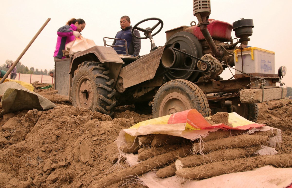 一组劳动纪实：刨白山药