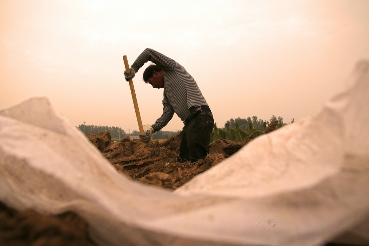 一组劳动纪实：刨白山药
