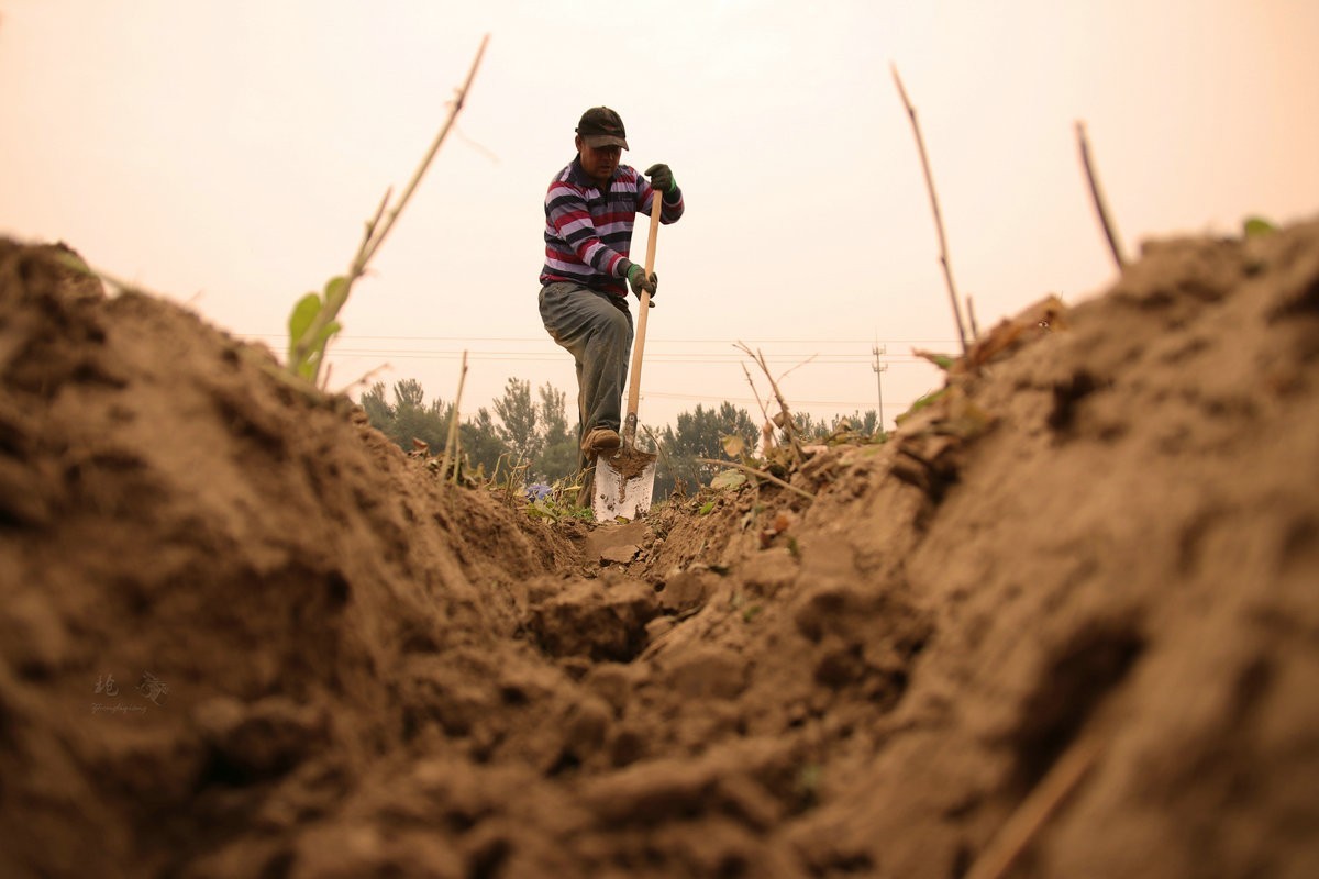 一组劳动纪实：刨白山药