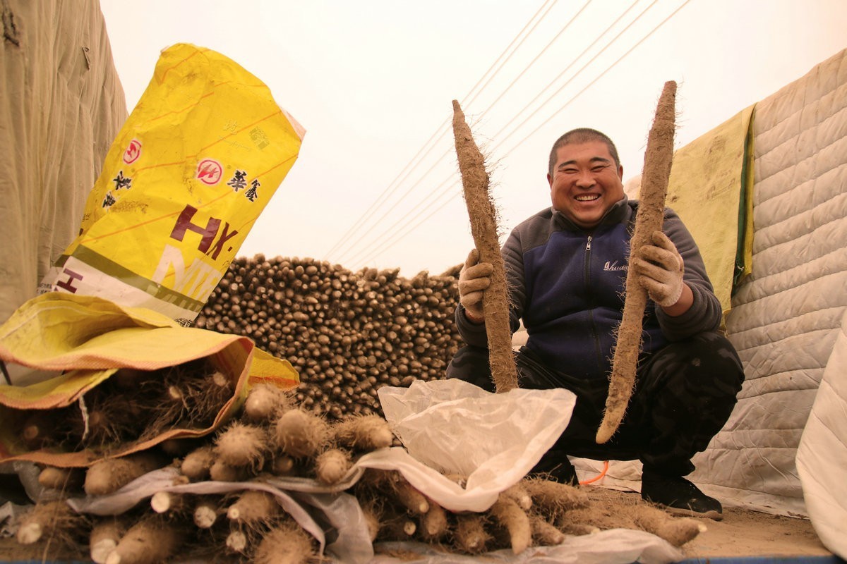 一组劳动纪实：刨白山药