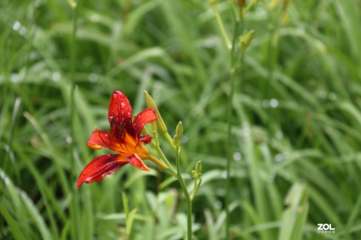 小区随拍萱草花