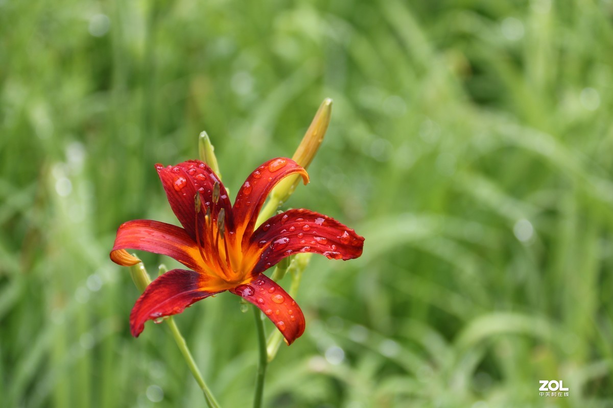 小区随拍萱草花