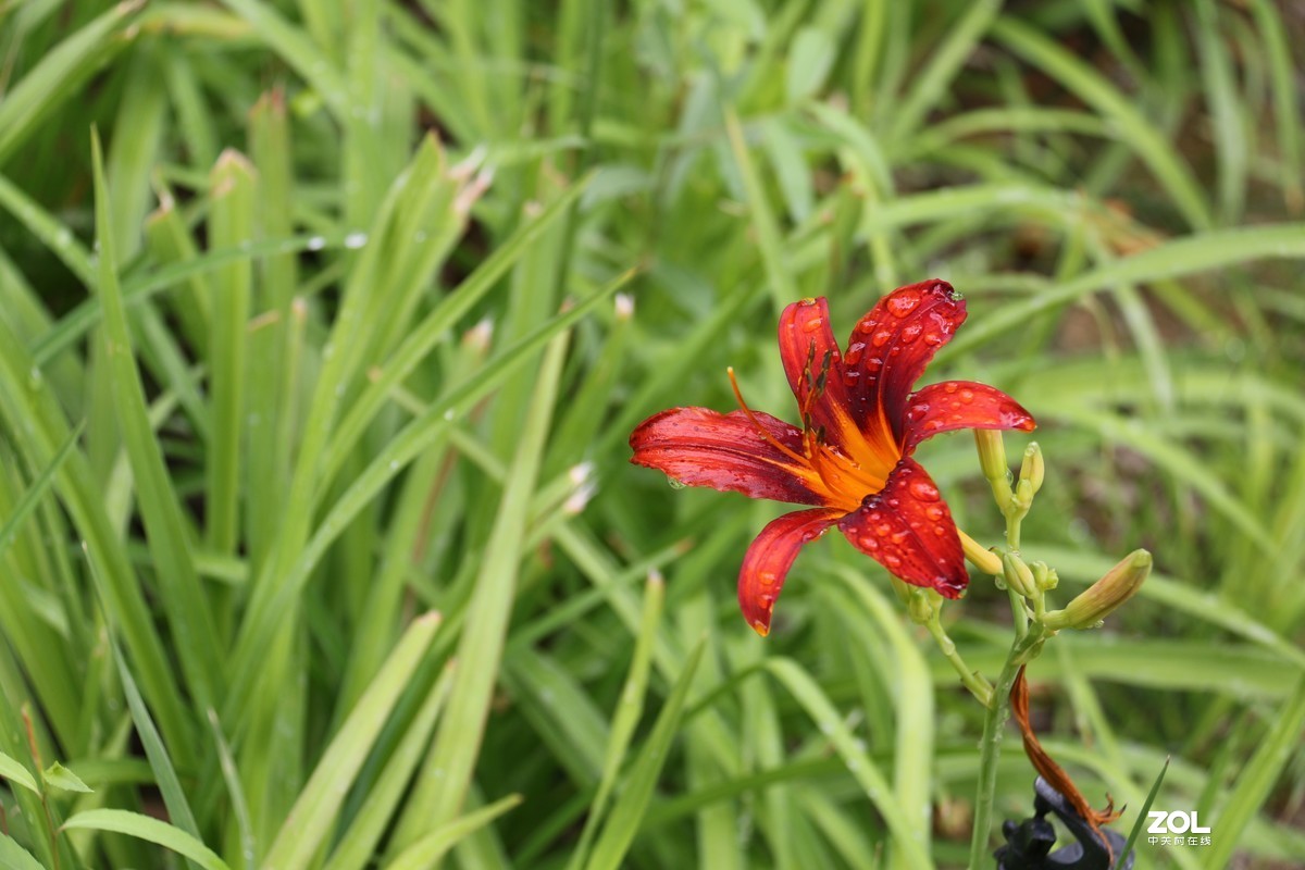小区随拍萱草花