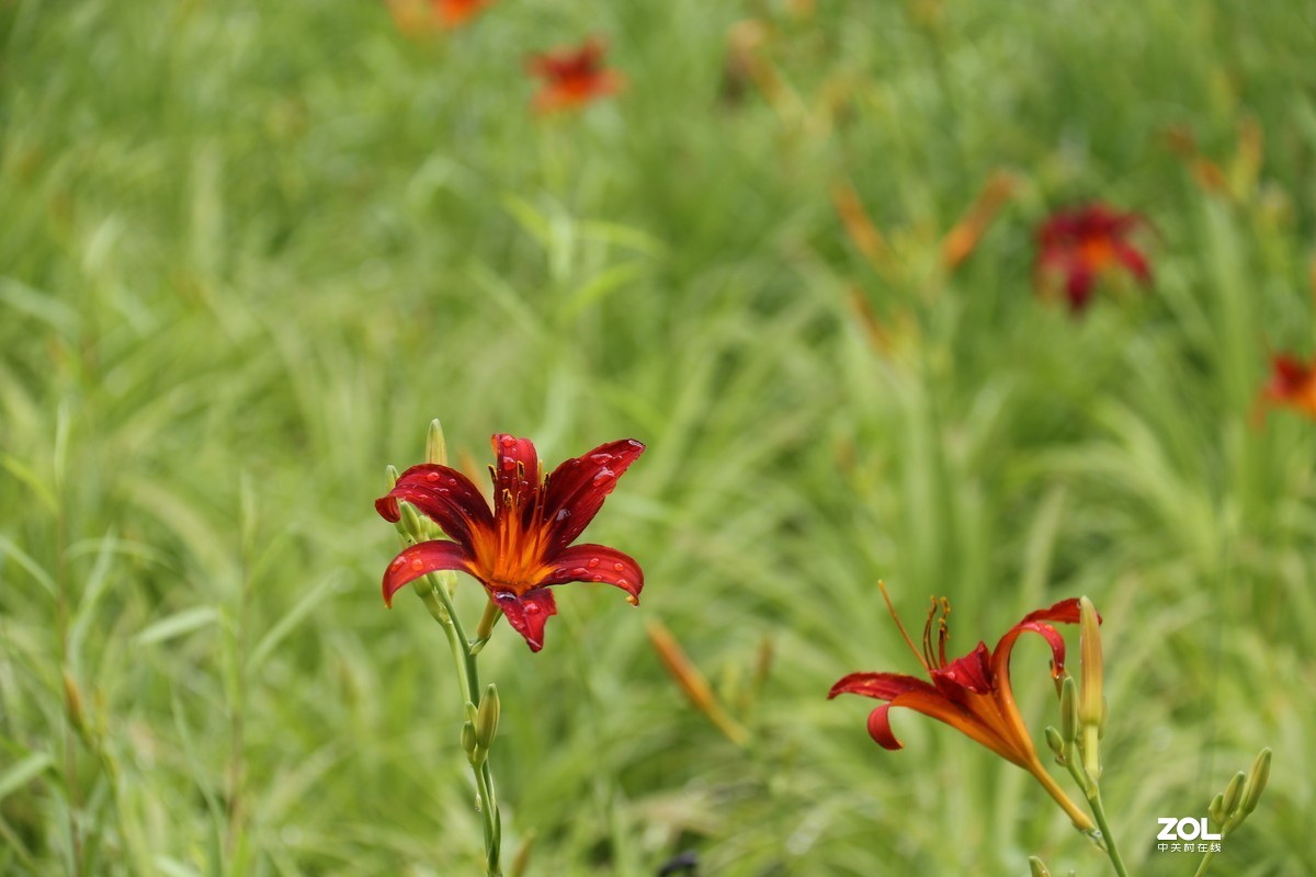小区随拍萱草花