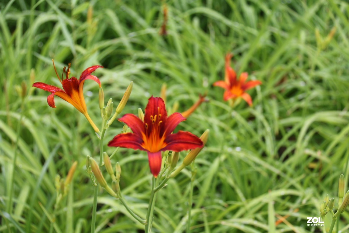 小区随拍萱草花
