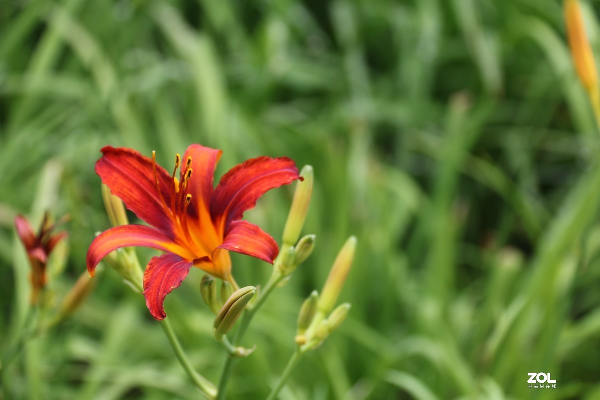 小区随拍萱草花