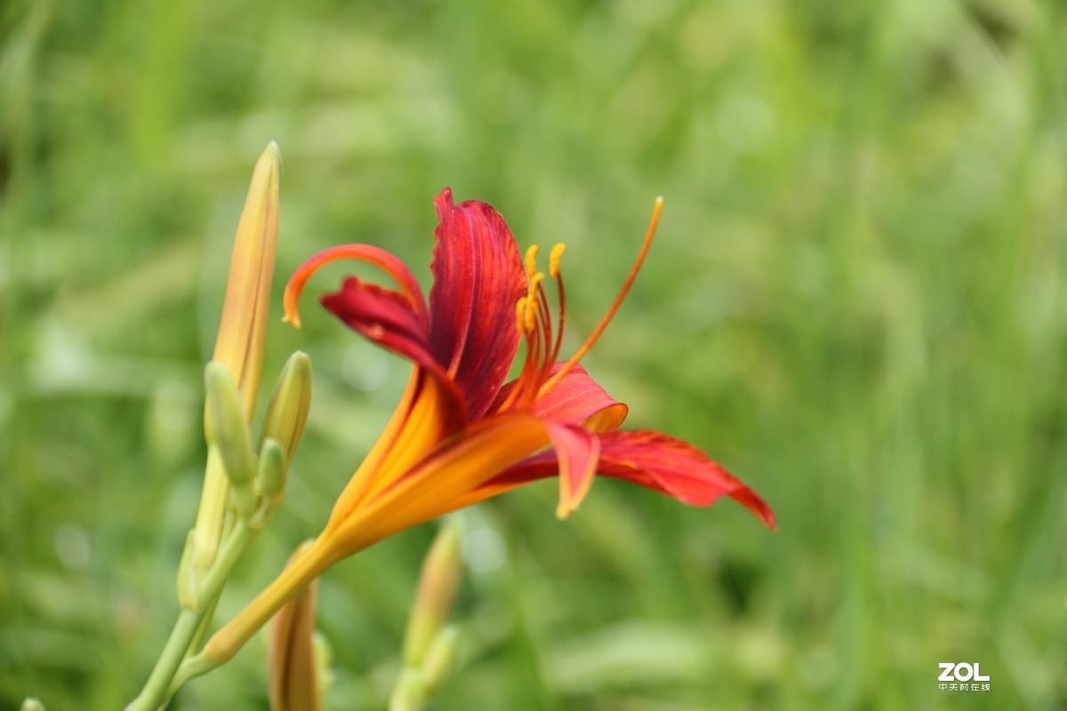 小区随拍萱草花