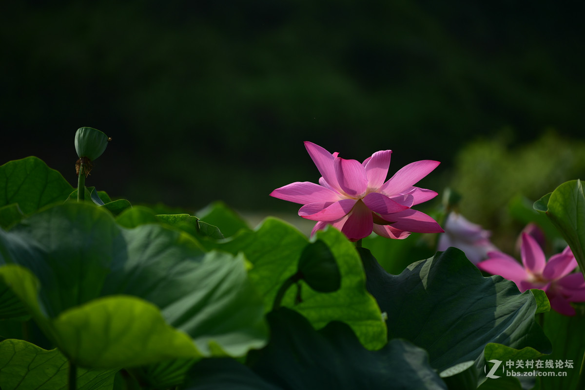 新近淘了一只70-200 f4试试效果