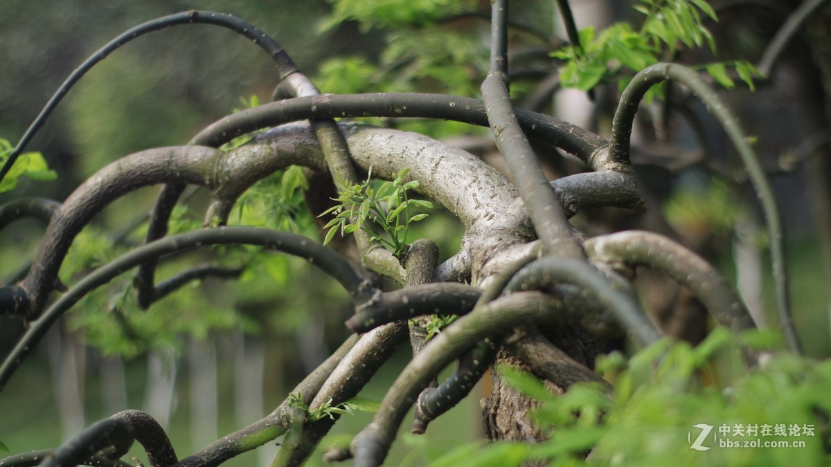 EOSM3转永诺的50-1.8 试镜-乱拍-直出