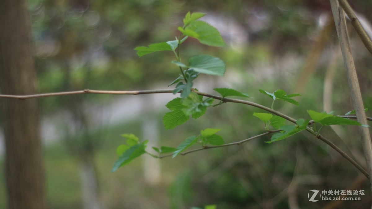 EOSM3转永诺的50-1.8 试镜-乱拍-直出