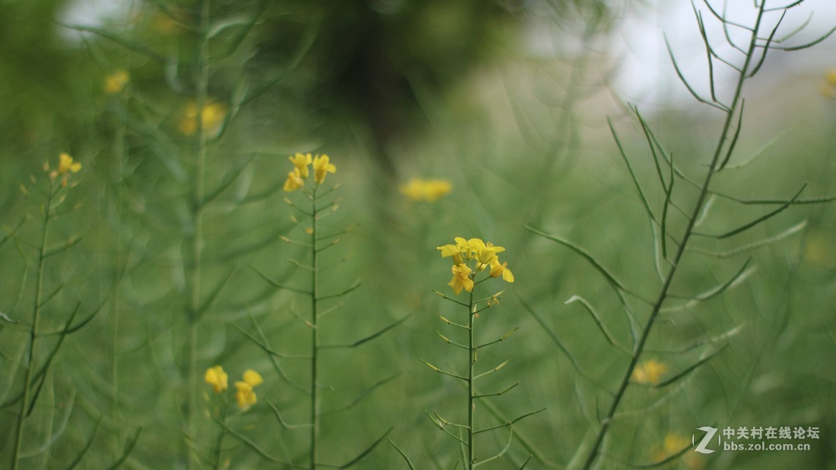 EOSM3转永诺的50-1.8 试镜-乱拍-直出