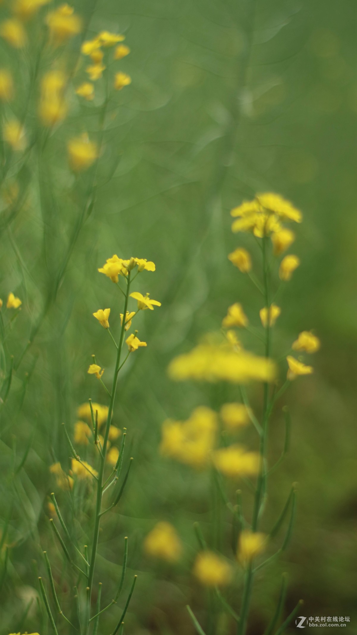 EOSM3转永诺的50-1.8 试镜-乱拍-直出