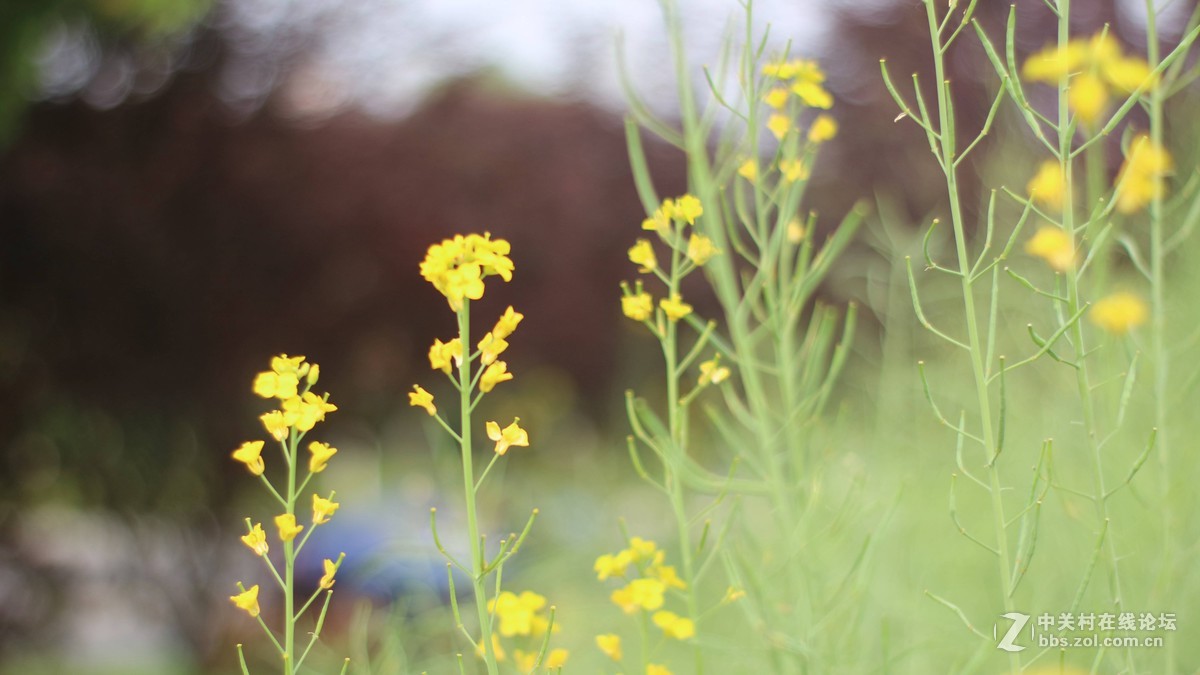 EOSM3转永诺的50-1.8 试镜-乱拍-直出