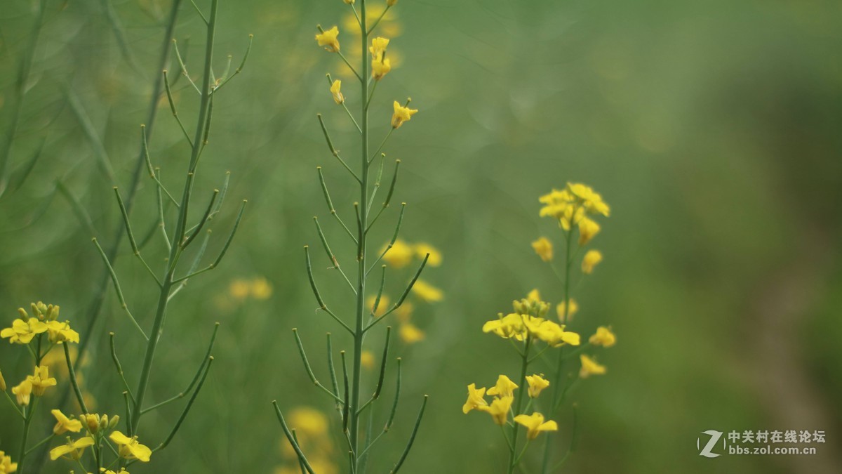EOSM3转永诺的50-1.8 试镜-乱拍-直出