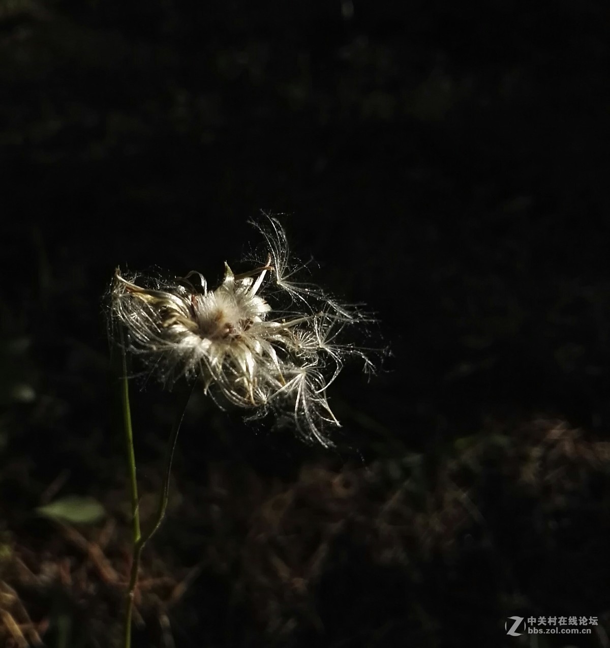 手机随拍花草