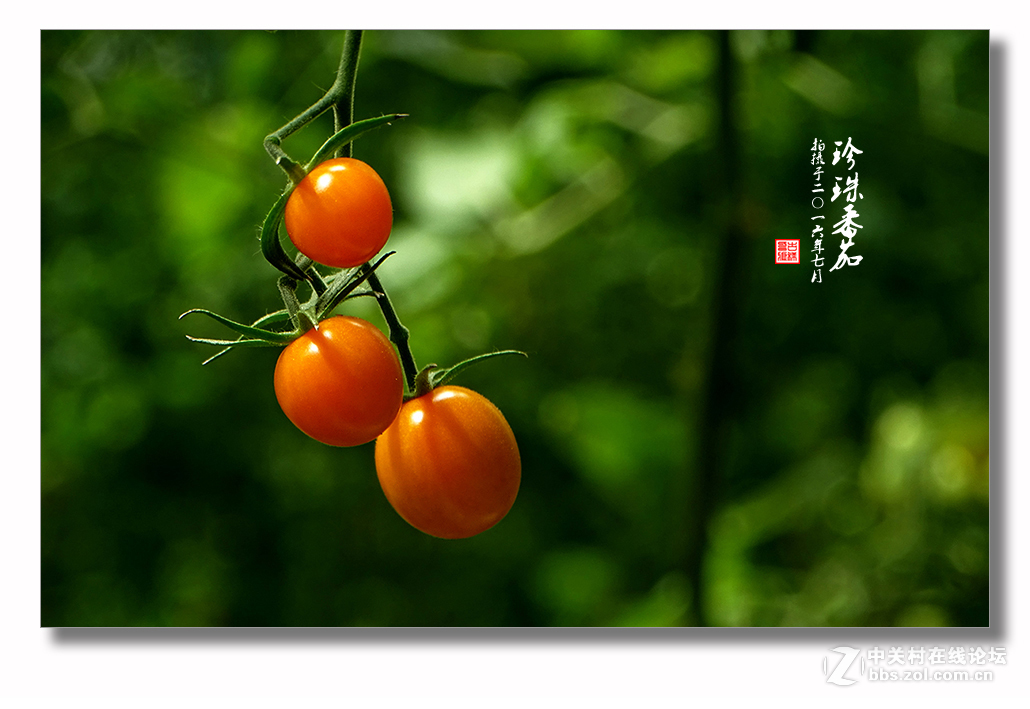 【 珍珠番茄 】