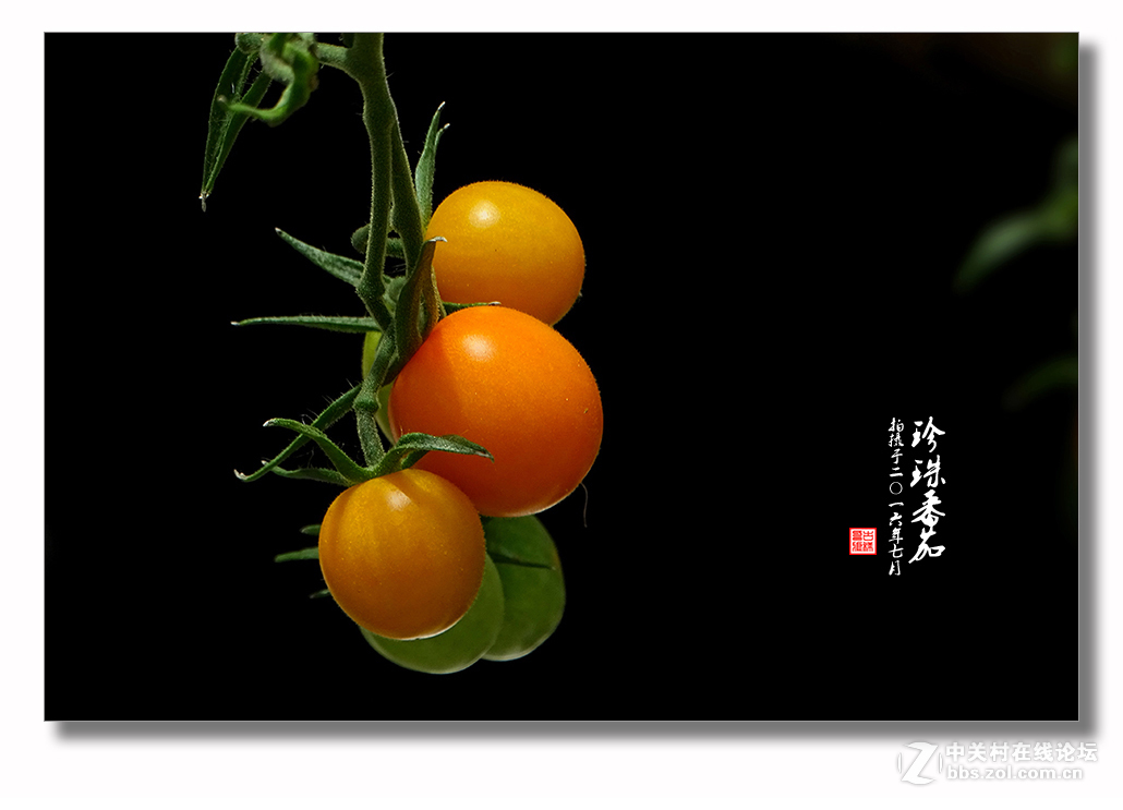 【 珍珠番茄 】