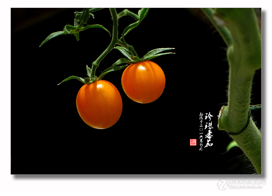 【 珍珠番茄 】