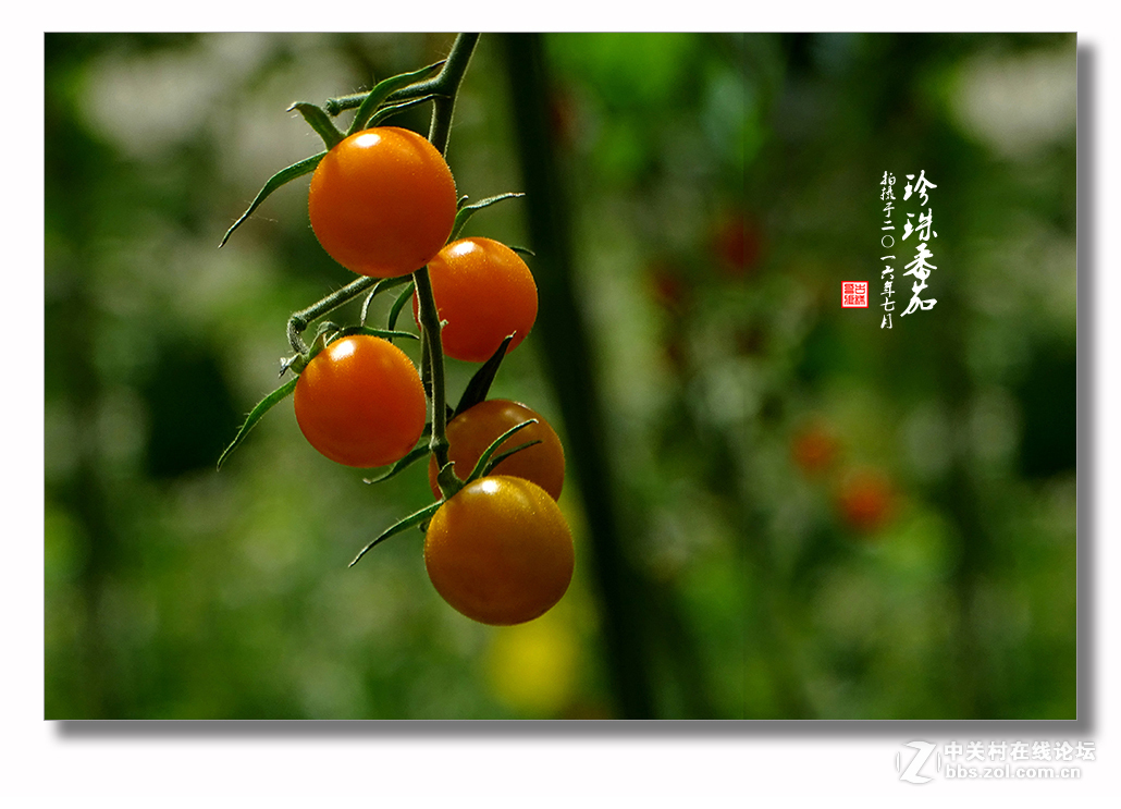 【 珍珠番茄 】