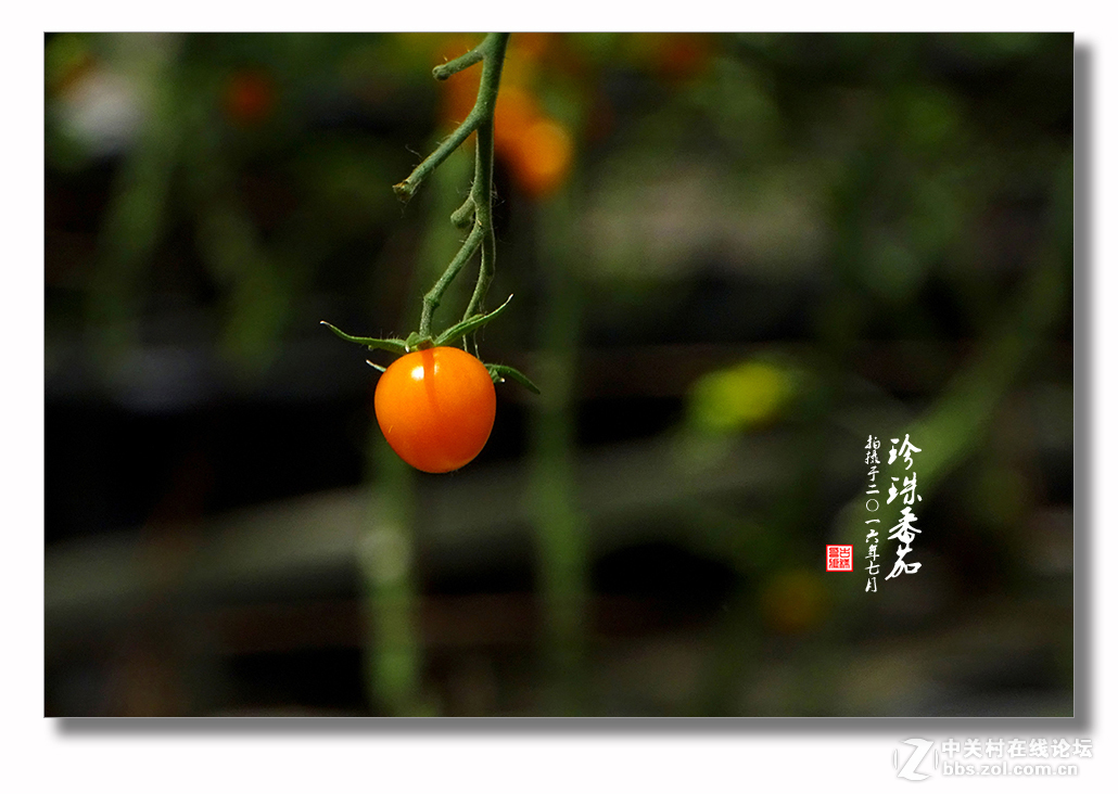 【 珍珠番茄 】