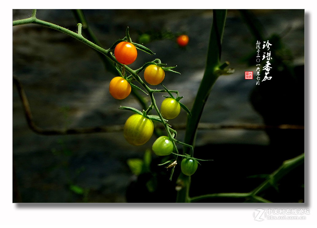 【 珍珠番茄 】