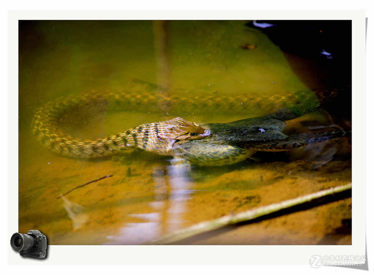自然法则，弱肉强食！