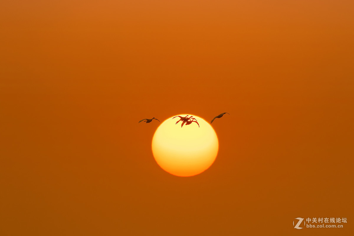 夕阳与飞鸟——G2试拍写意