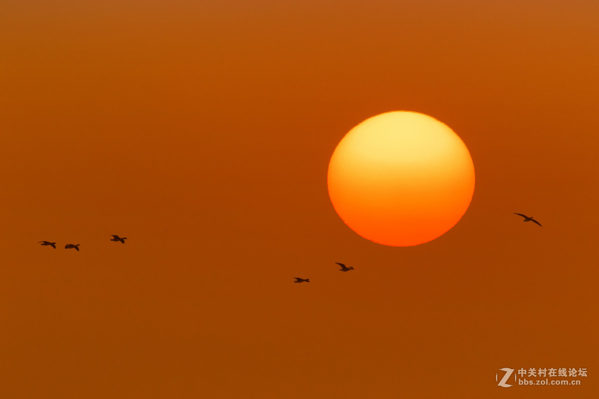 夕阳与飞鸟——G2试拍写意