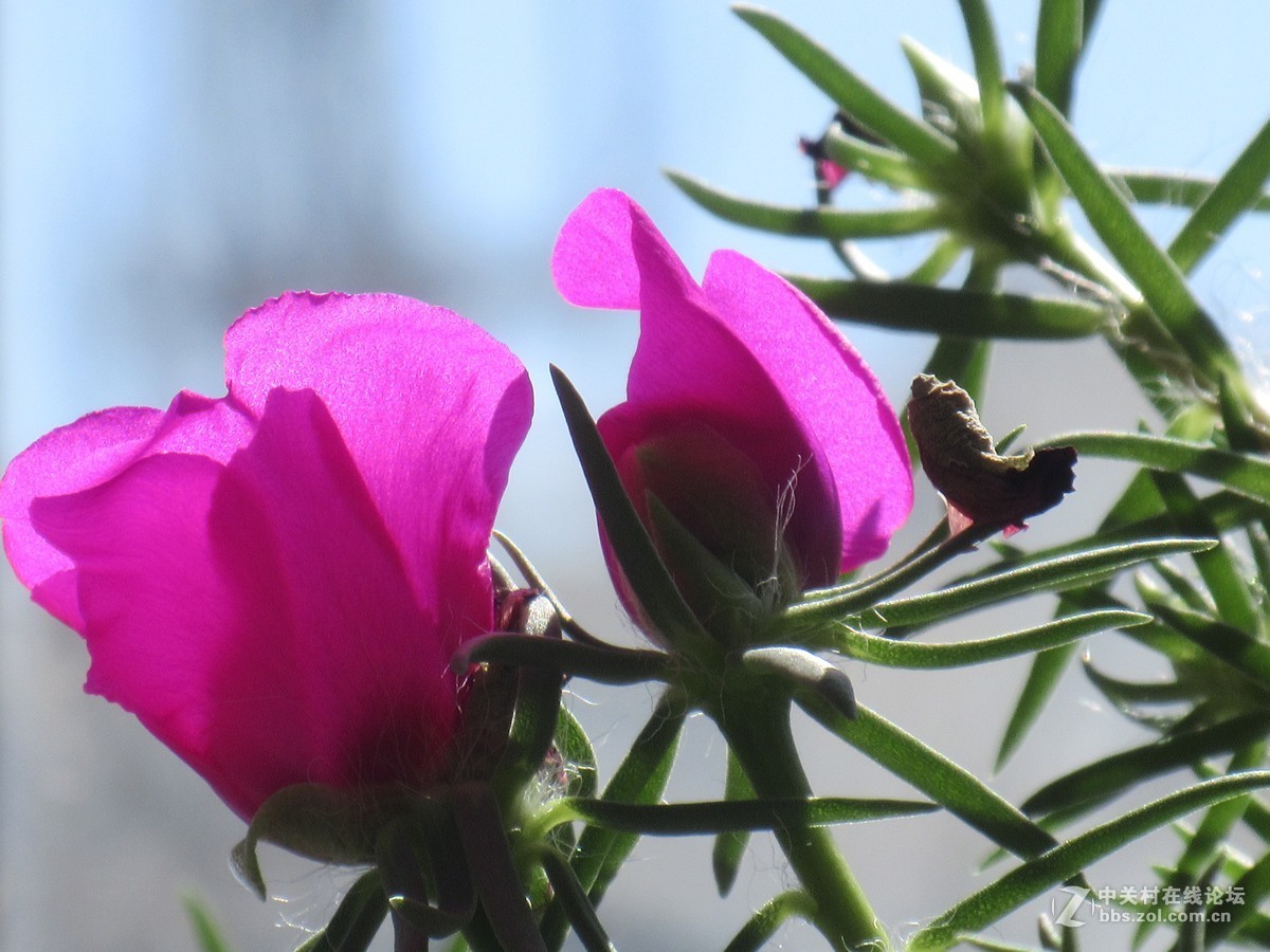 太阳花，装点秋光无限美
