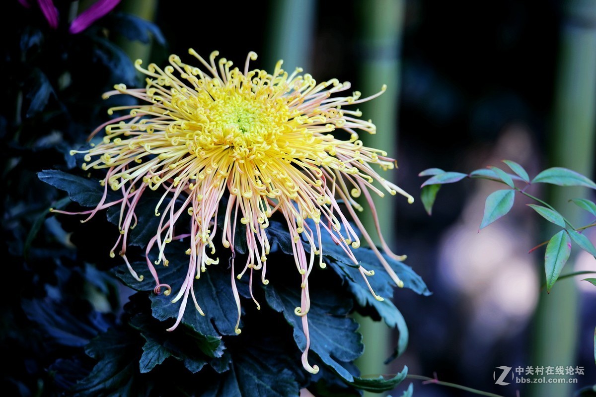 不是花中偏爱菊，此花开尽更无花。