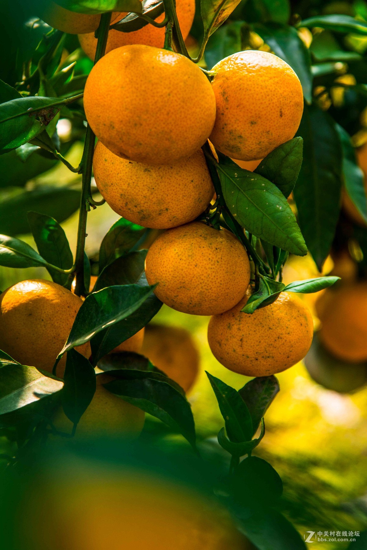 开江县骑龙乡的橘子熟了