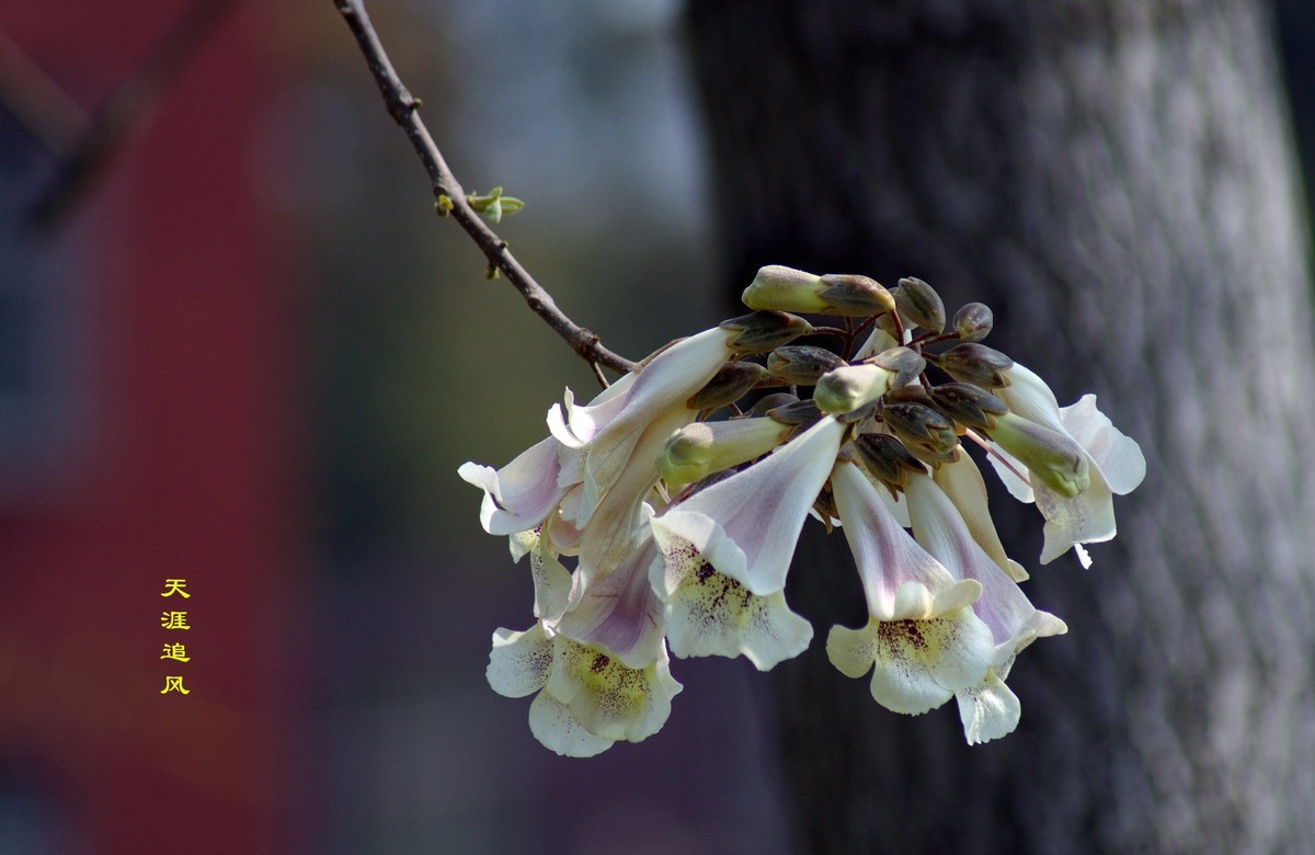 三月遍地泡桐花