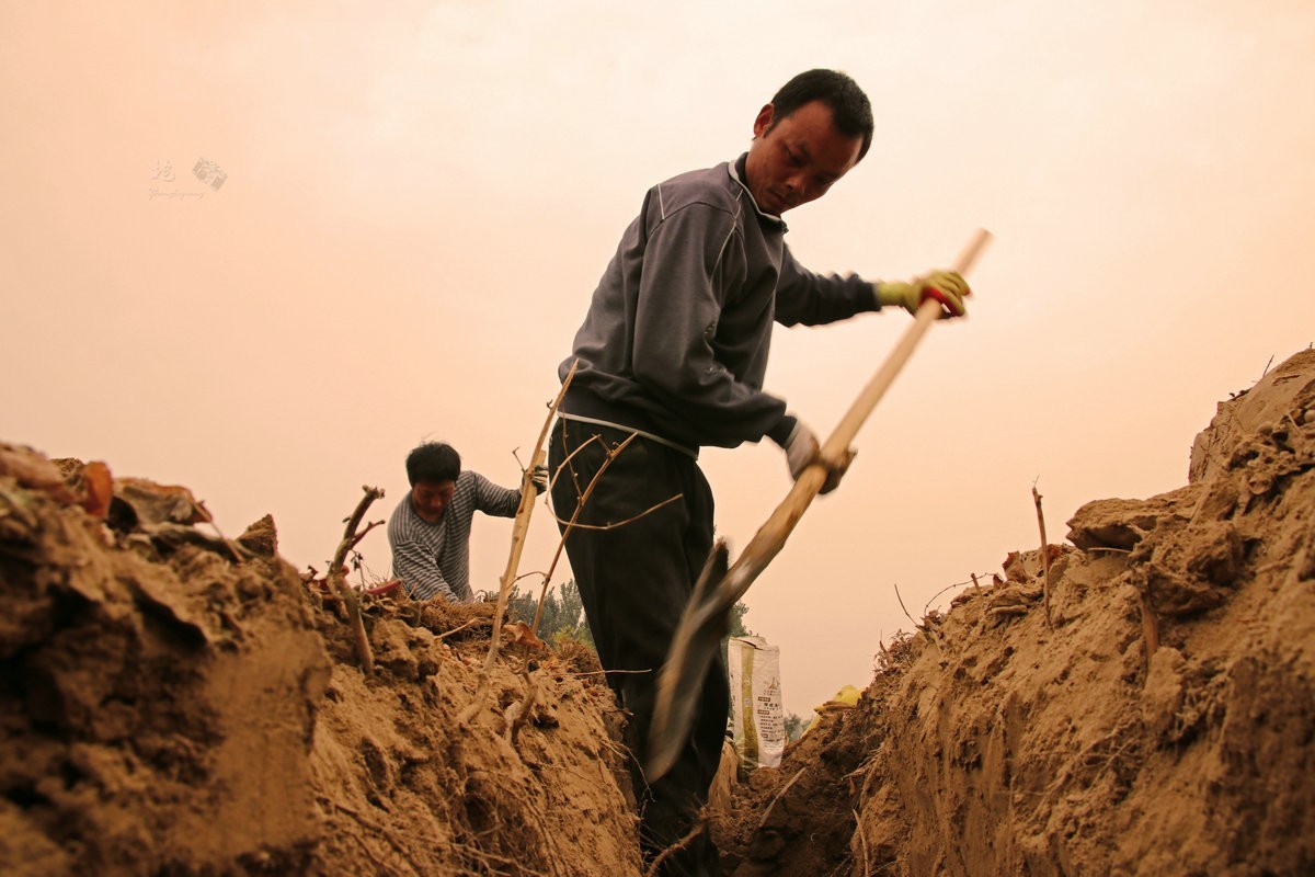 一组劳动纪实：刨白山药