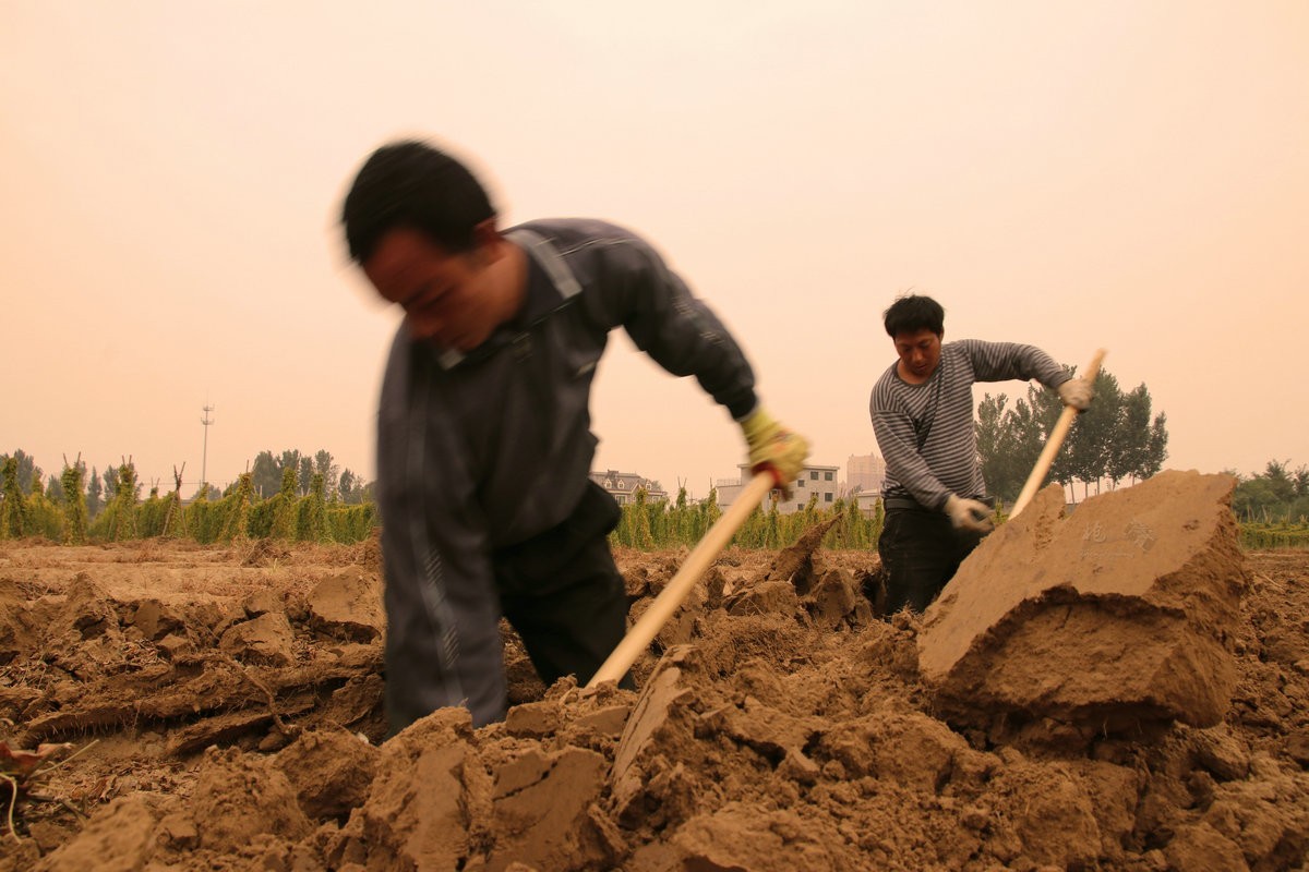 一组劳动纪实：刨白山药
