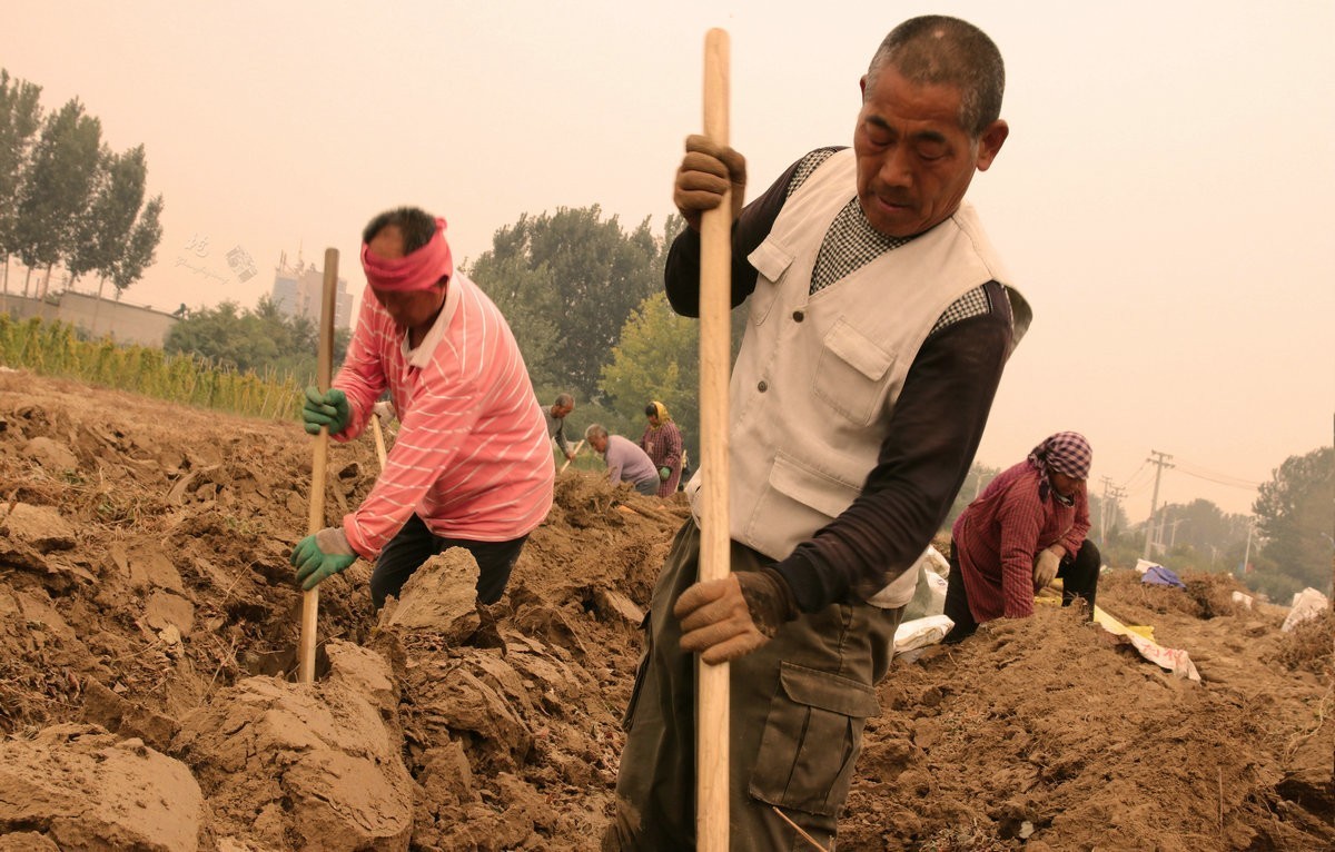 一组劳动纪实：刨白山药
