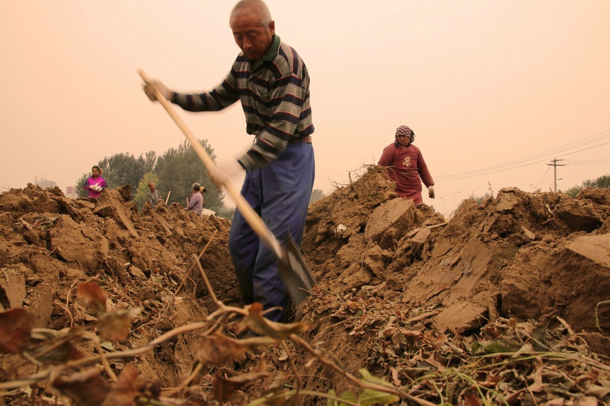 一组劳动纪实：刨白山药