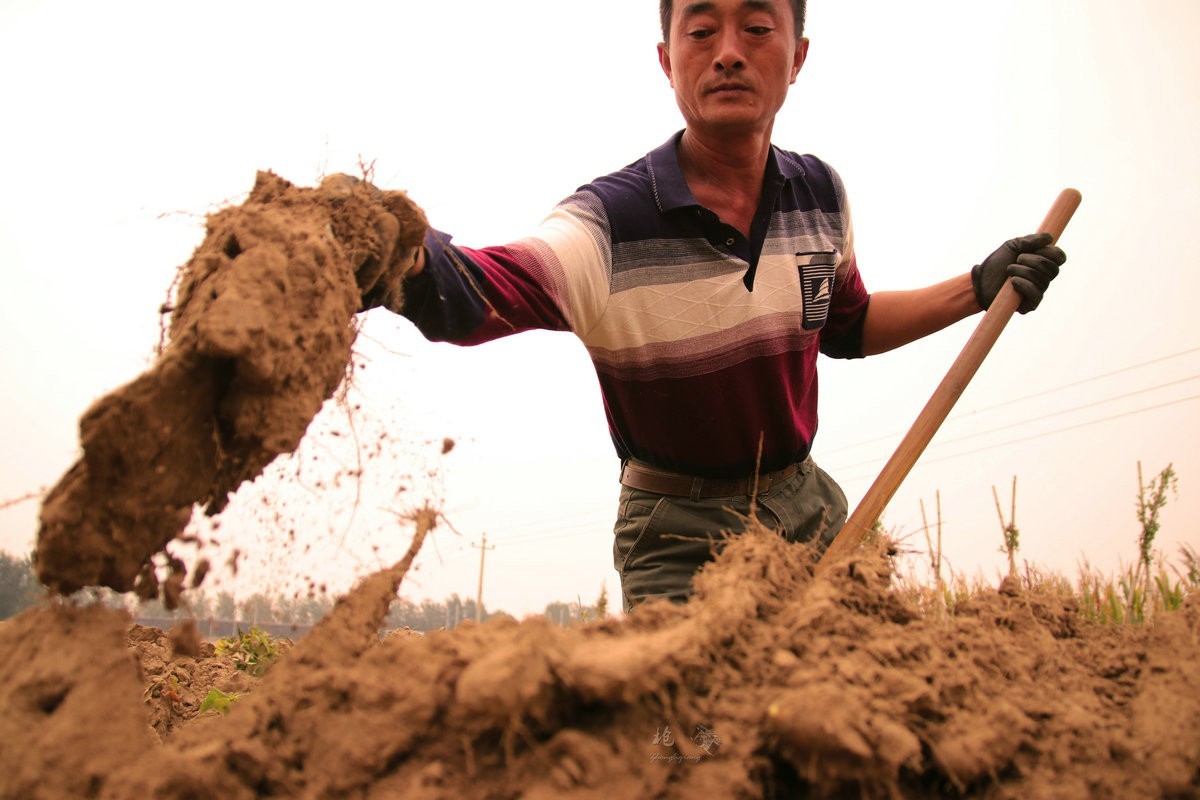 一组劳动纪实：刨白山药