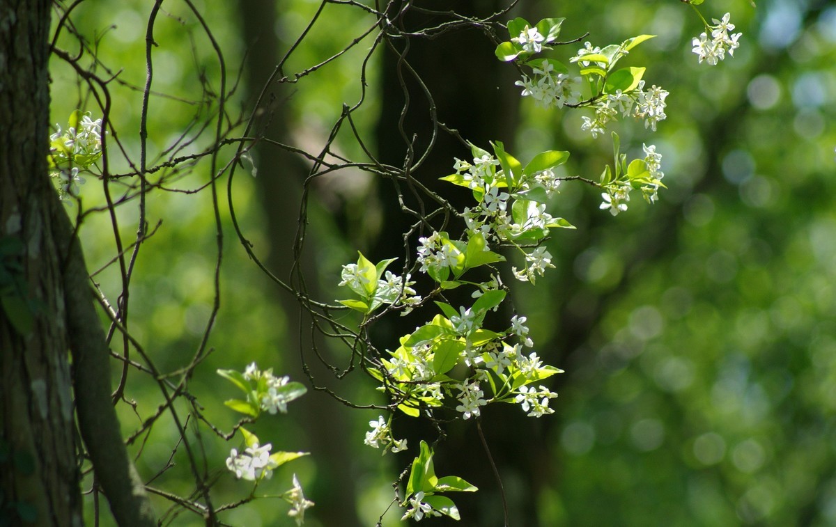 人间四月天树藤挂满花