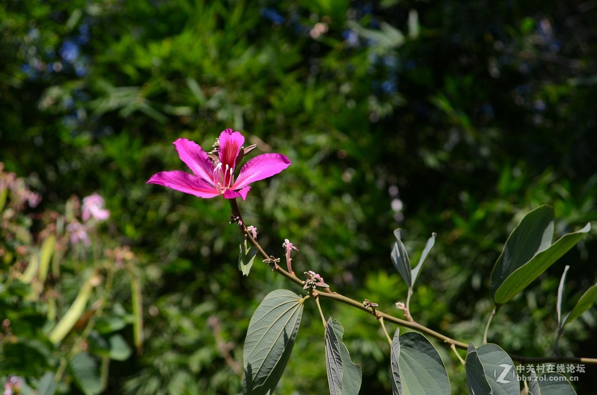 尼康28-70 3.5-4.5D试镜