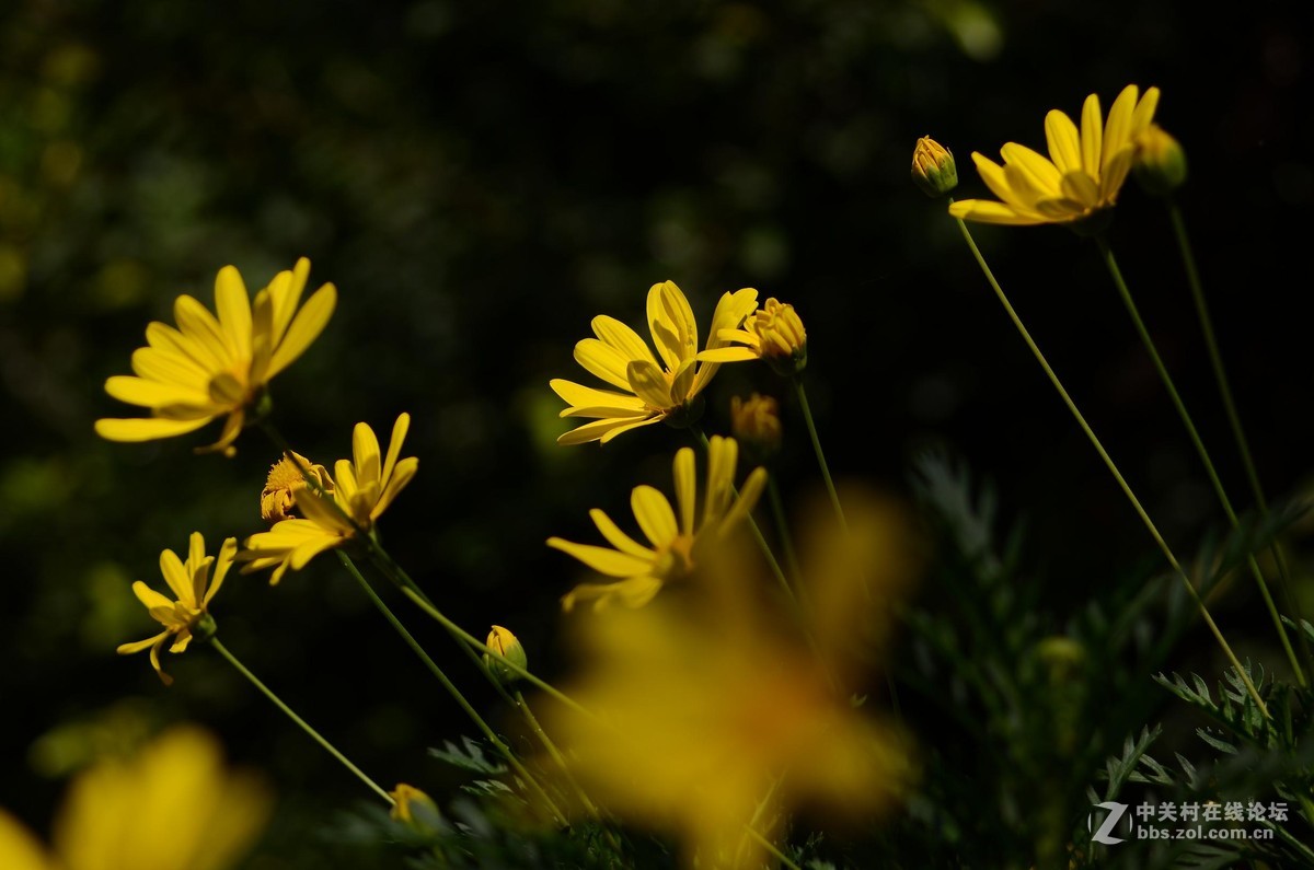 尼康28-70 3.5-4.5D试镜