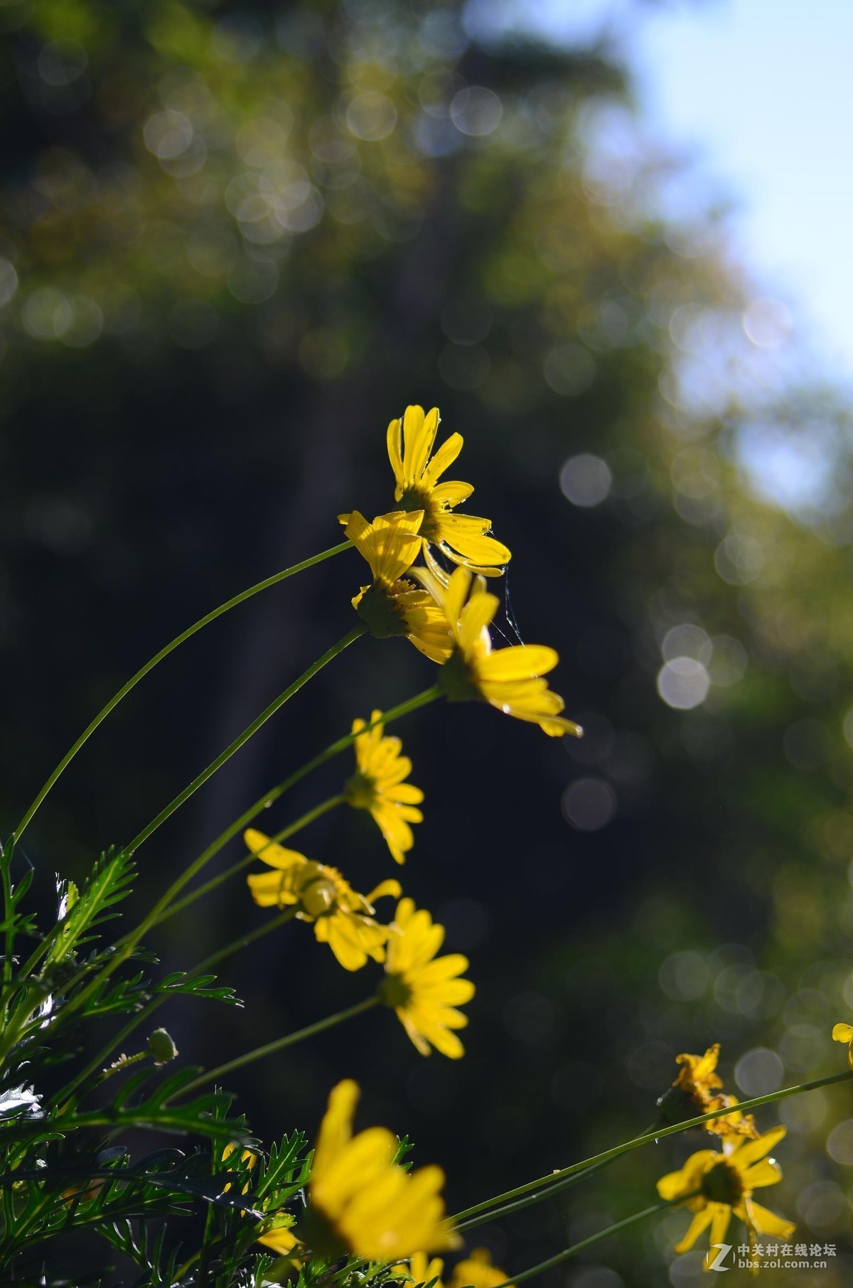 尼康28-70 3.5-4.5D试镜