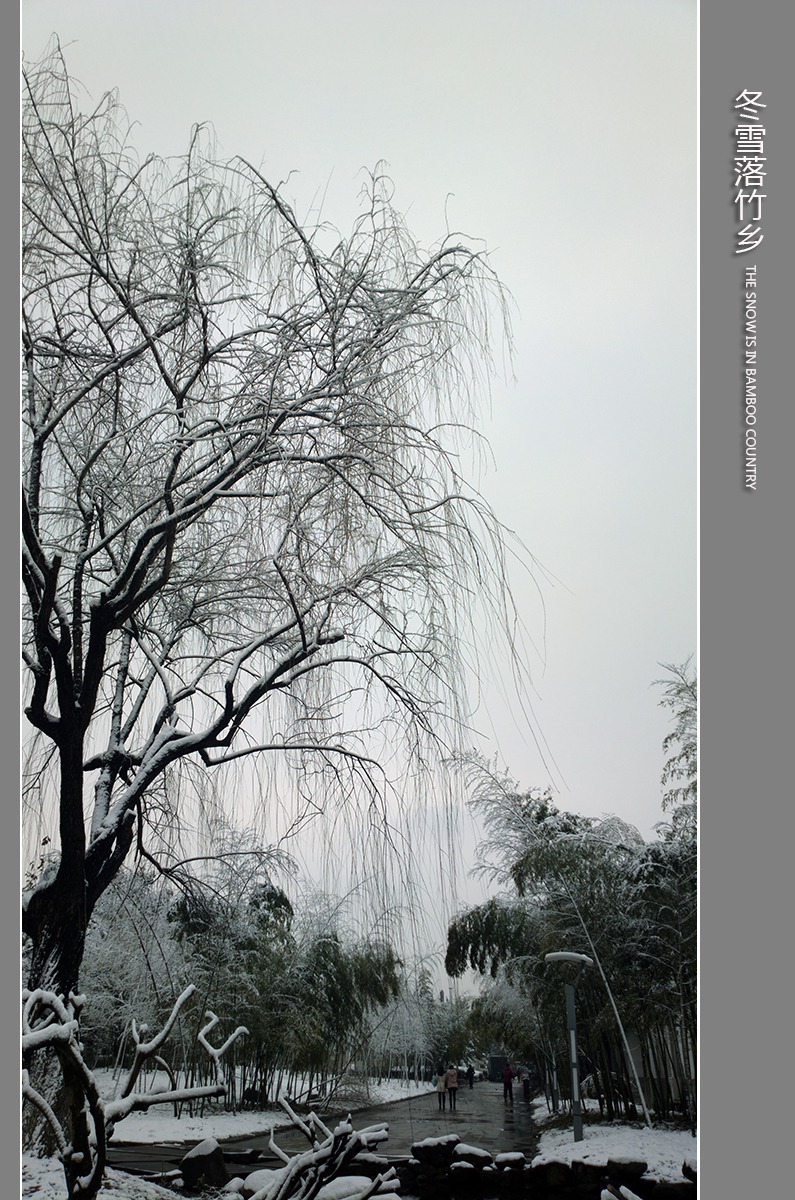 冬雪落竹乡