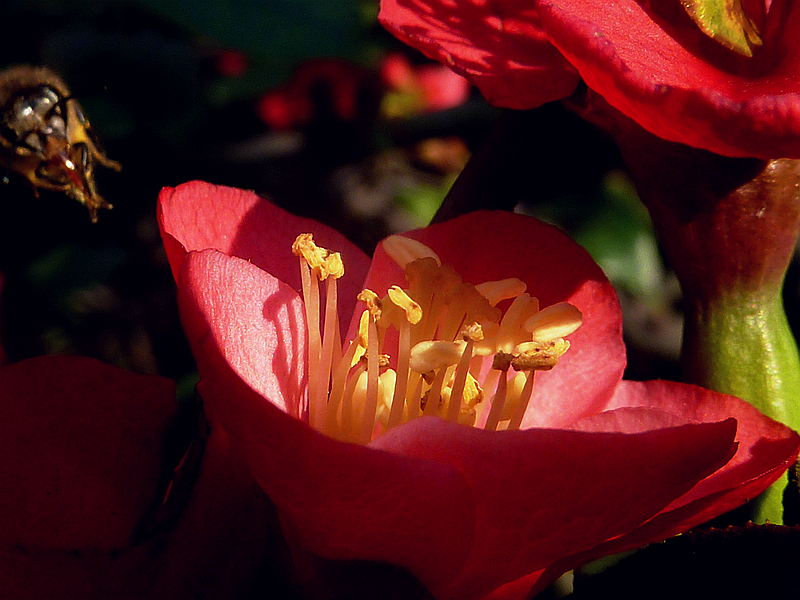 ☆ ☆ 海棠 招蜂 ☆ ☆