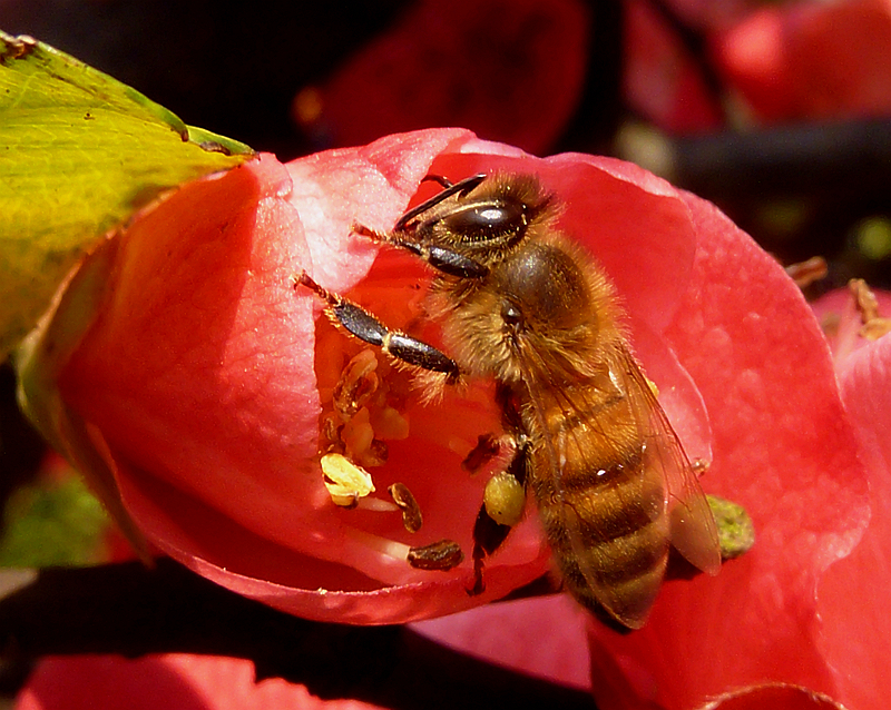 ☆ ☆ 海棠 招蜂 ☆ ☆