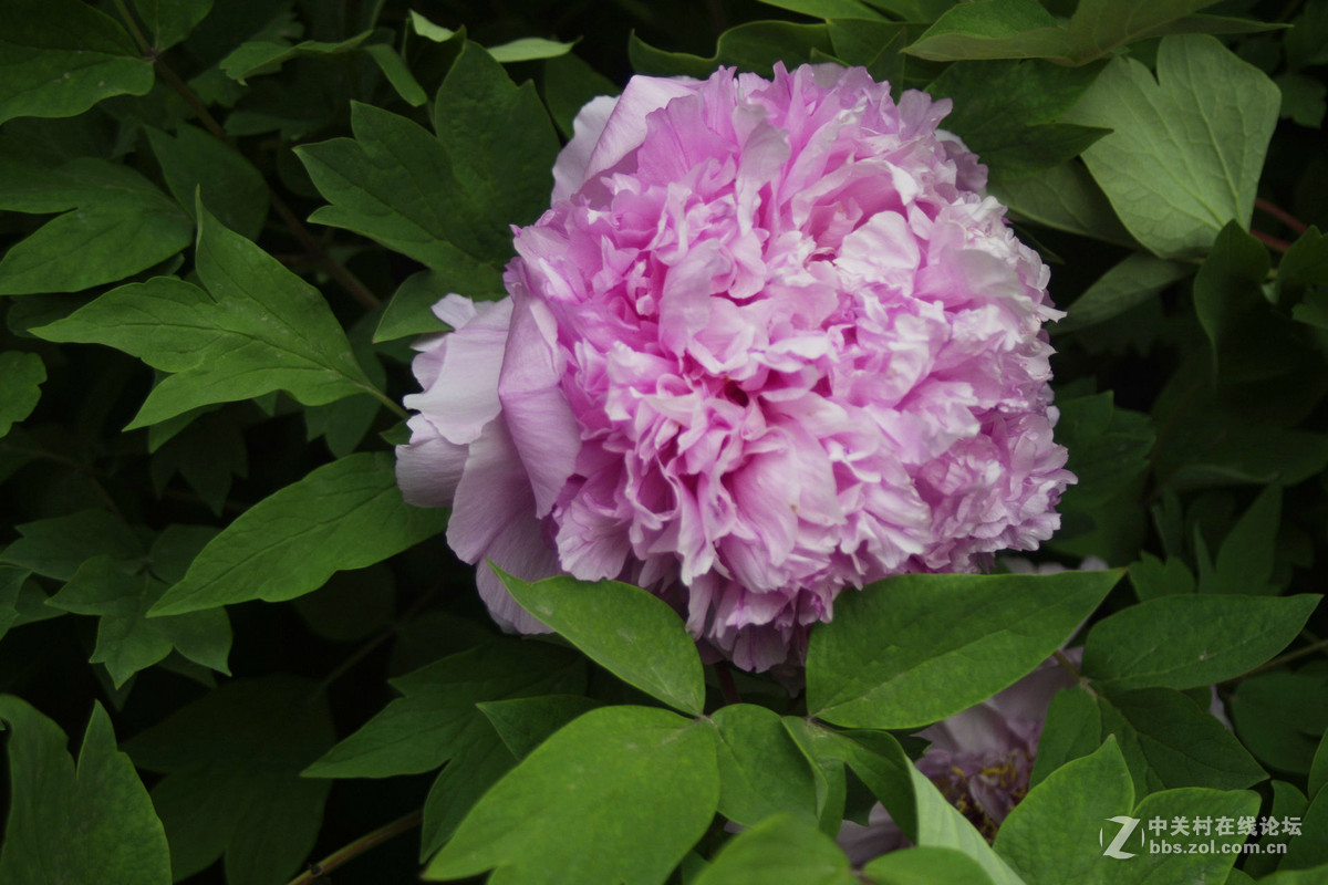 这个是理光头拍的上一个传错了，请宾友们原谅。