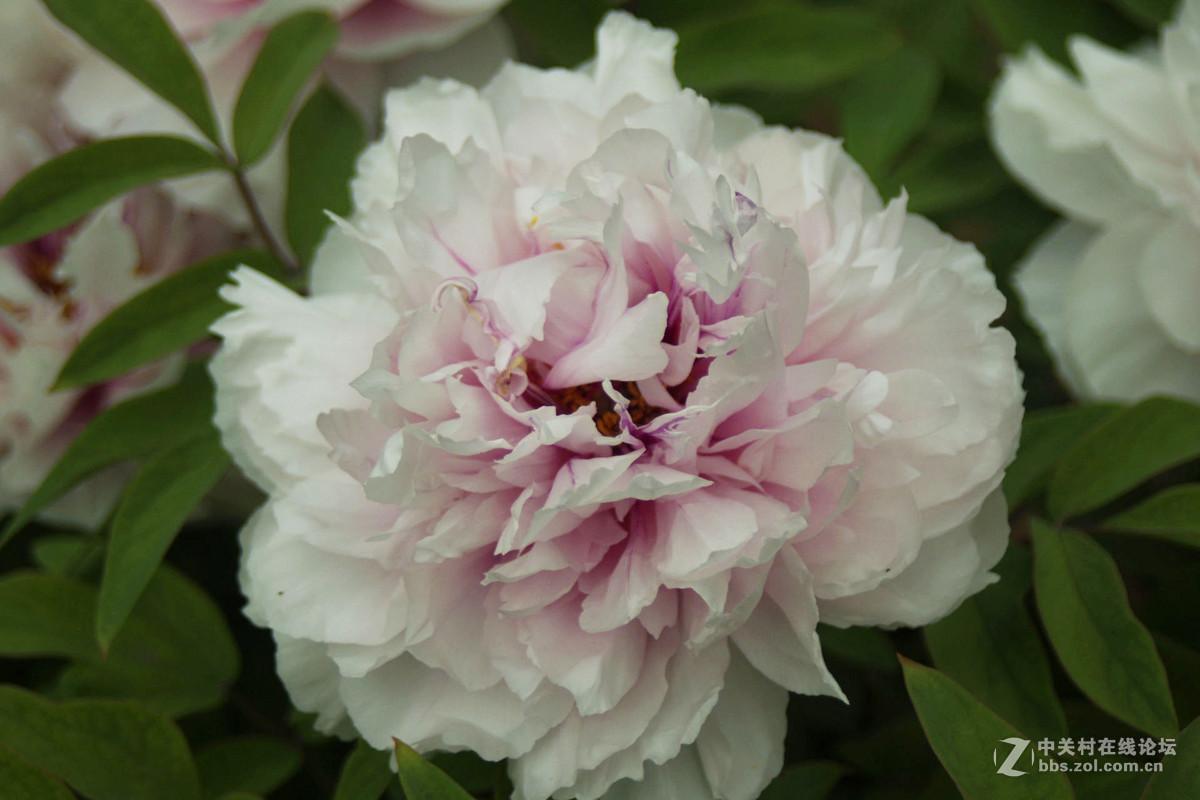 这个是理光头拍的上一个传错了，请宾友们原谅。