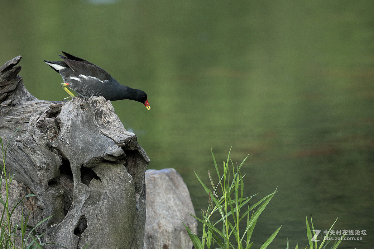 中秋节   发一组黑水鸡在池塘觅食