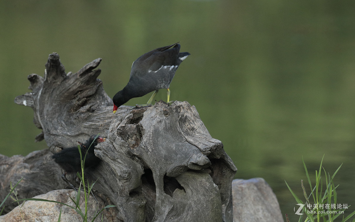 中秋节   发一组黑水鸡在池塘觅食