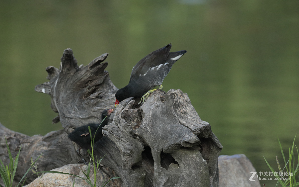中秋节   发一组黑水鸡在池塘觅食